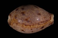 藏品(山貓寶螺)的圖片